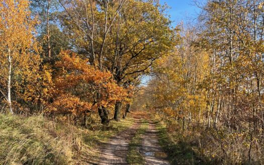 CHRZĄSTAWA MAŁA – ATRAKCYJNA DZIAŁKA Z MEDIAMI